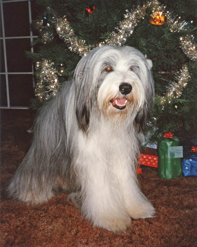 Smokey sitting before the Christams tree in 1989. He is waiting for his presents.